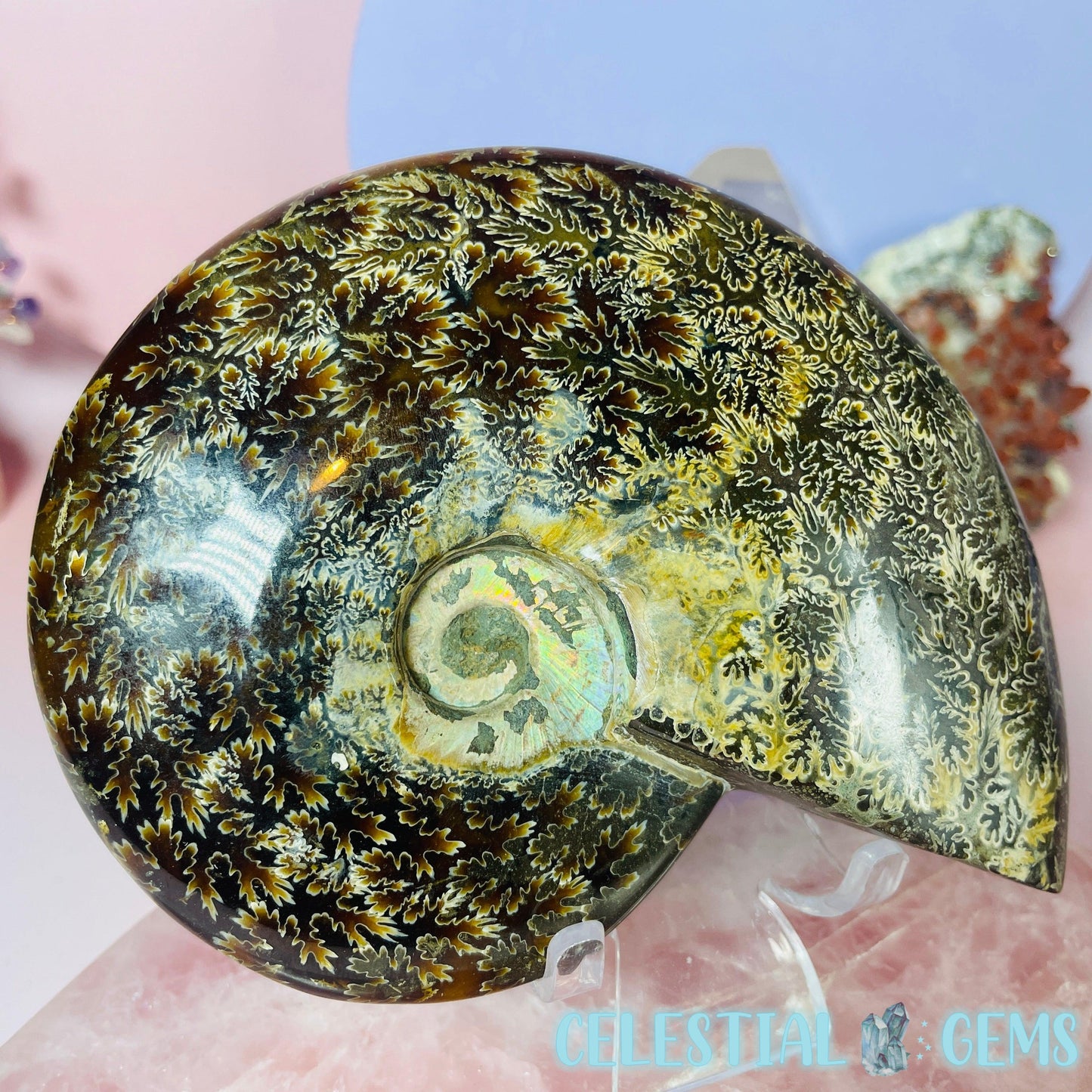 Ammonite Large Fossil Shell