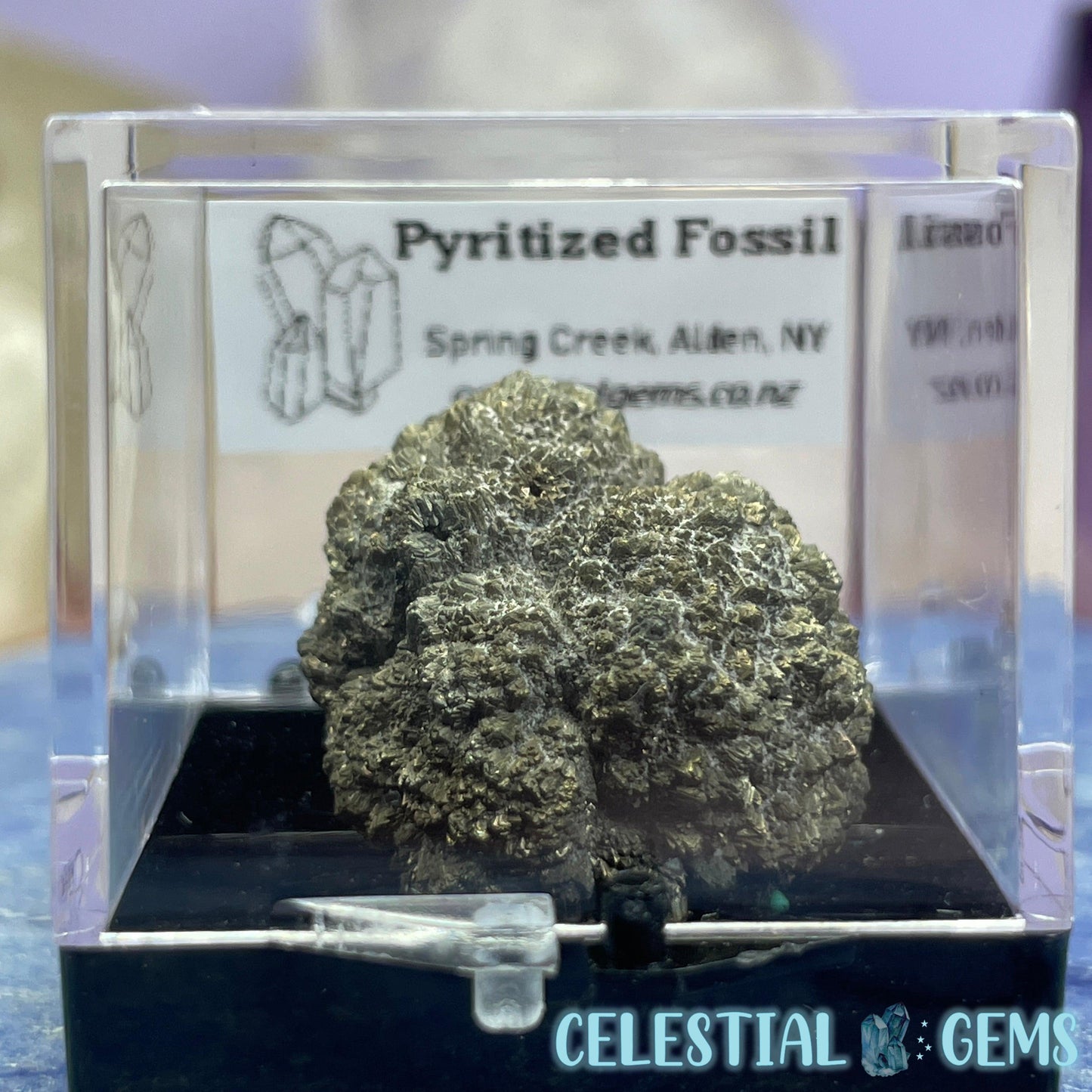 Pyritized Fossil Small Specimen B