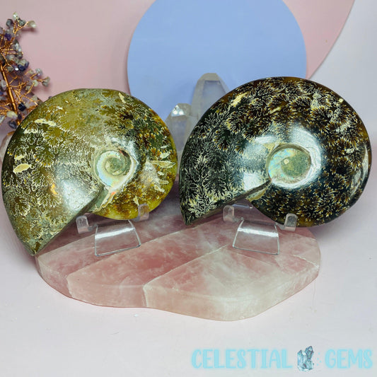 Ammonite Large Fossil Shell