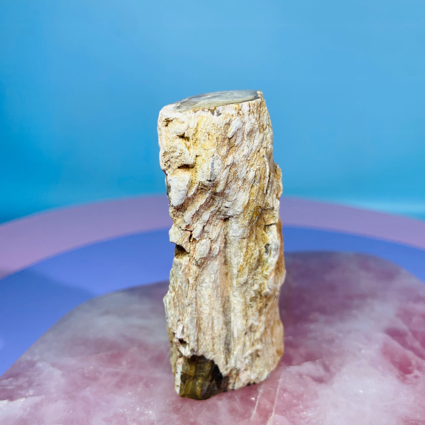 Petrified Wood Fossil Branch Small Specimen