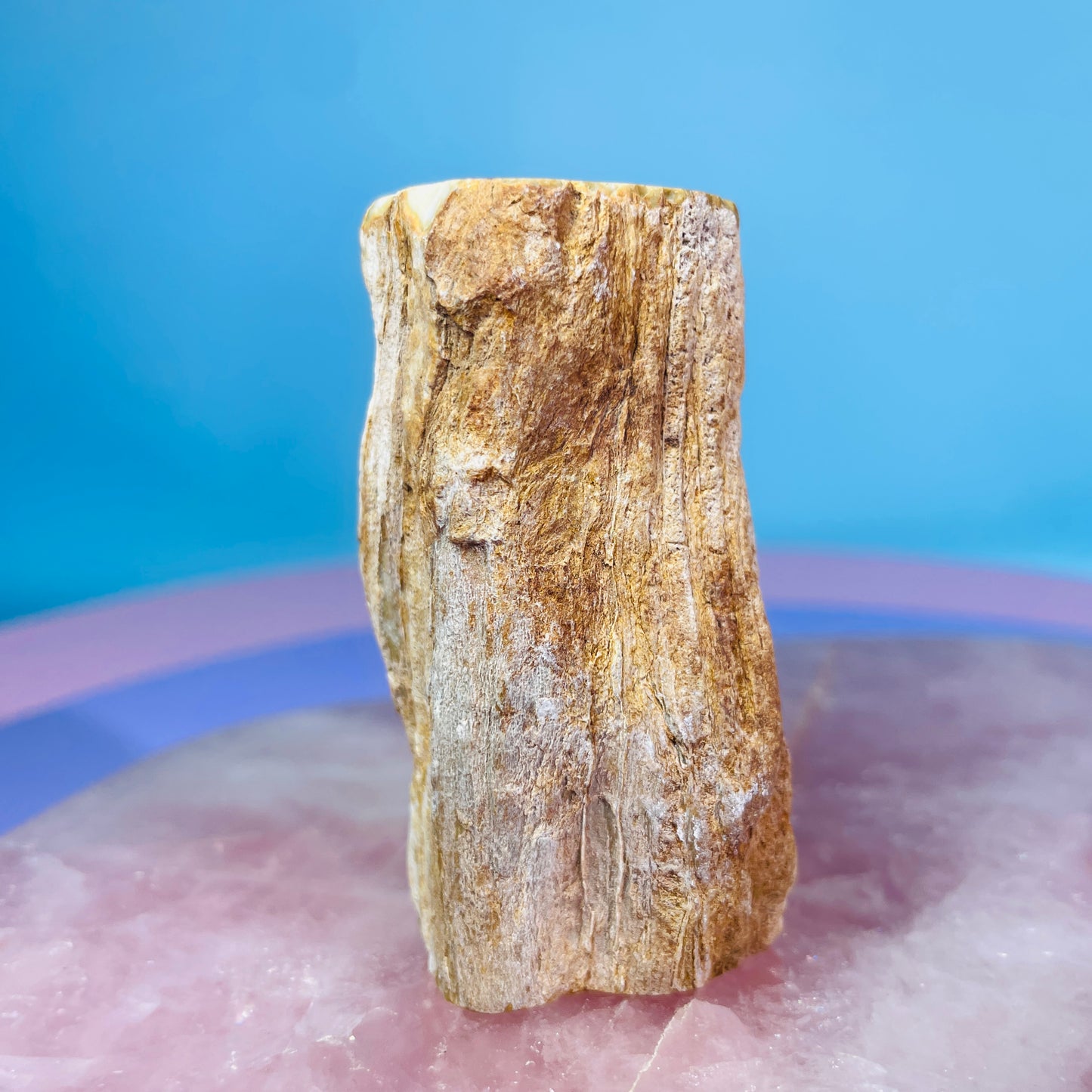 Petrified Wood Fossil Branch Small Specimen