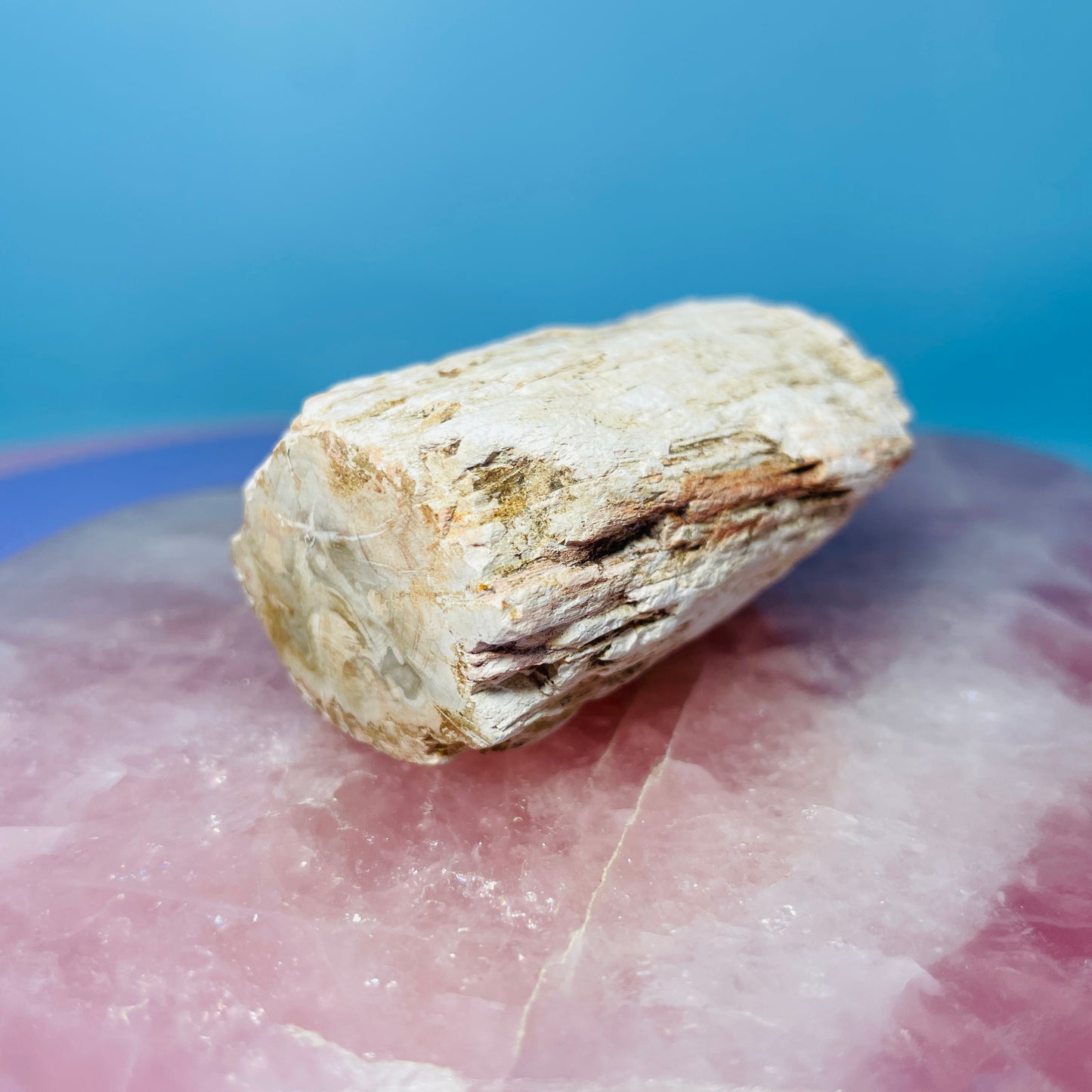 Petrified Wood Fossil Branch Small Specimen