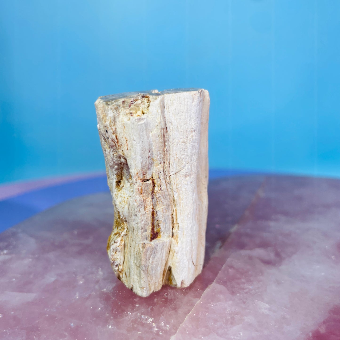 Petrified Wood Fossil Branch Small Specimen