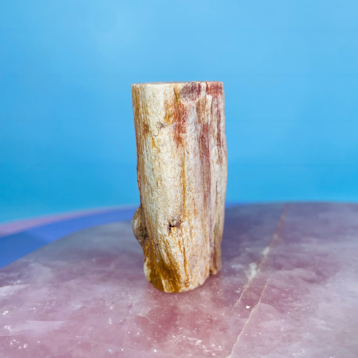 Petrified Wood Fossil Branch Small Specimen