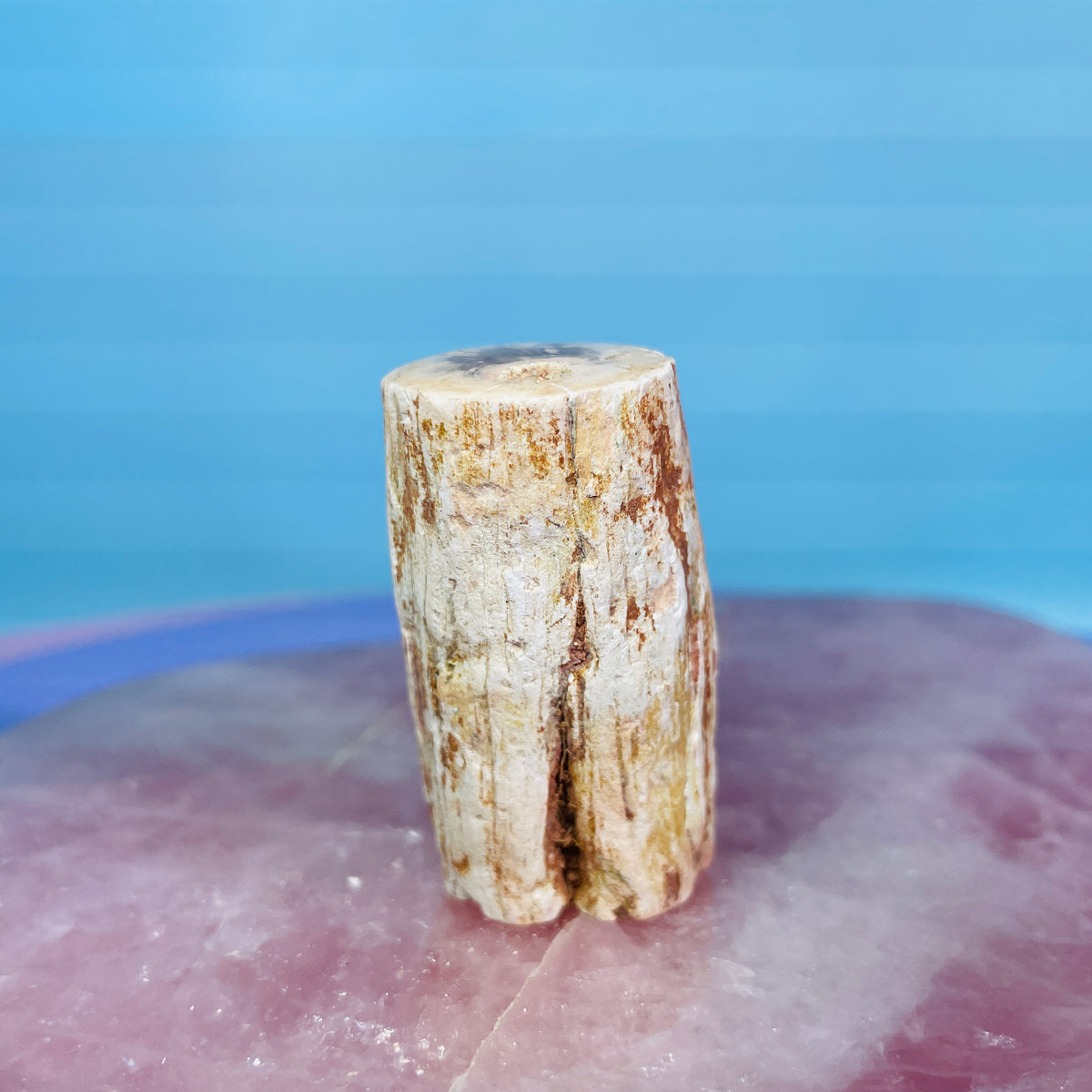 Petrified Wood Fossil Branch Small Specimen