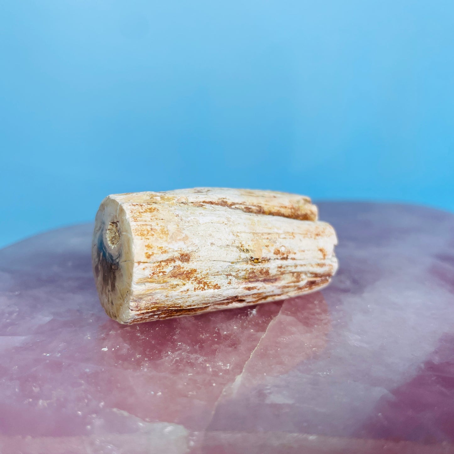 Petrified Wood Fossil Branch Small Specimen
