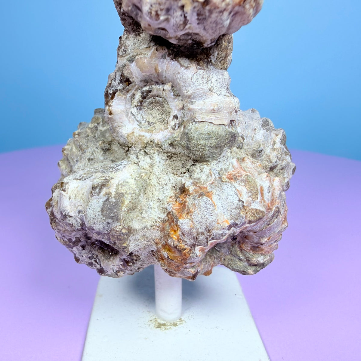 Ammonite Fossil Cluster Sculpture on Stand