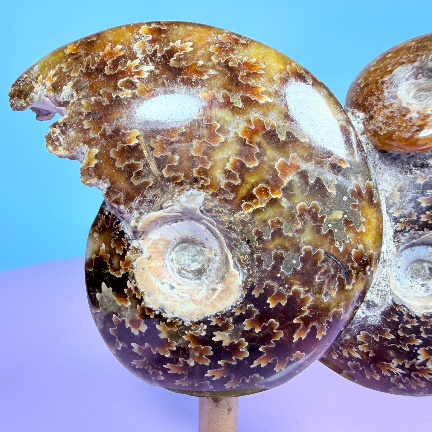 Polished Ammonite Fossil Cluster Sculpture on Stand