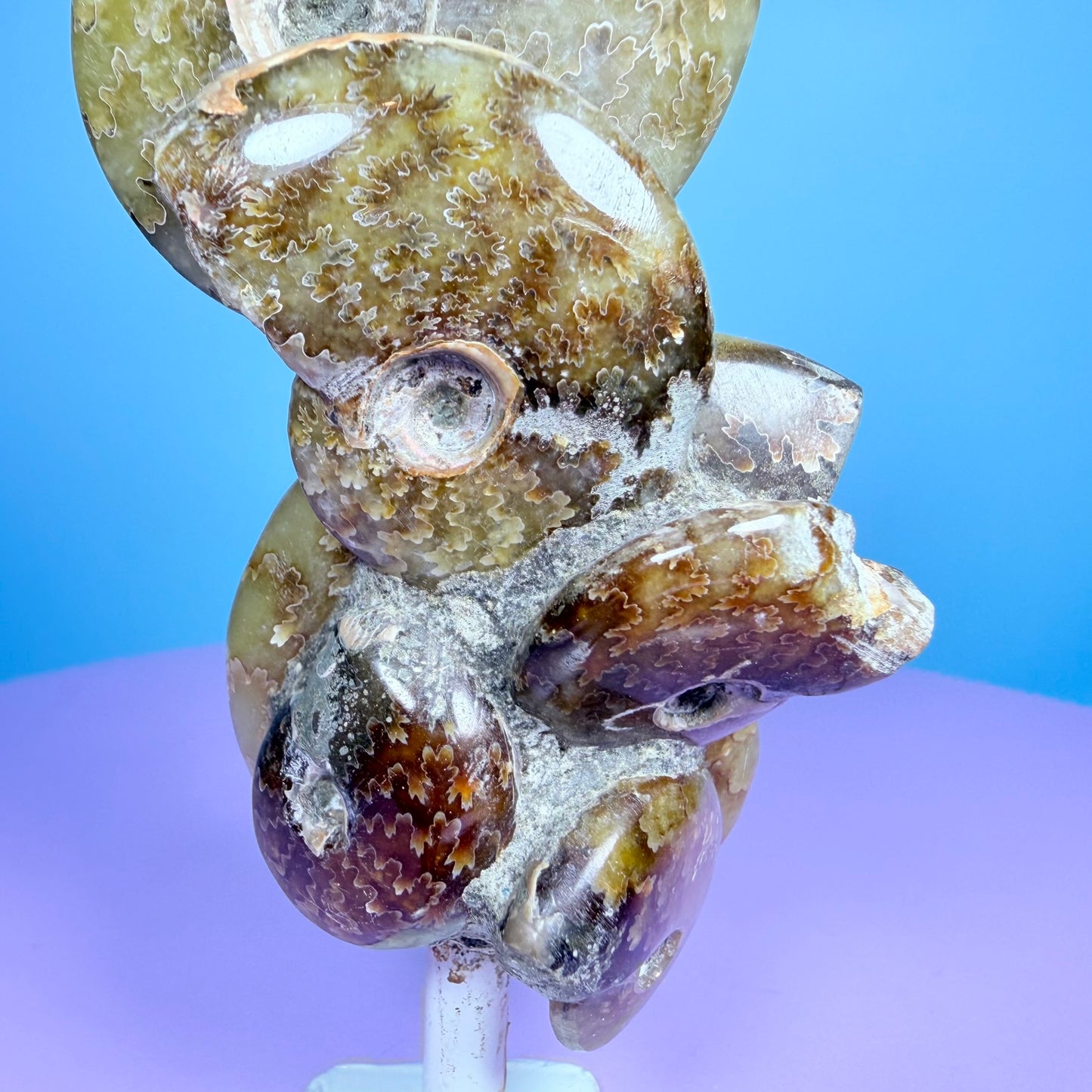 Polished Ammonite Fossil Cluster Sculpture on Stand