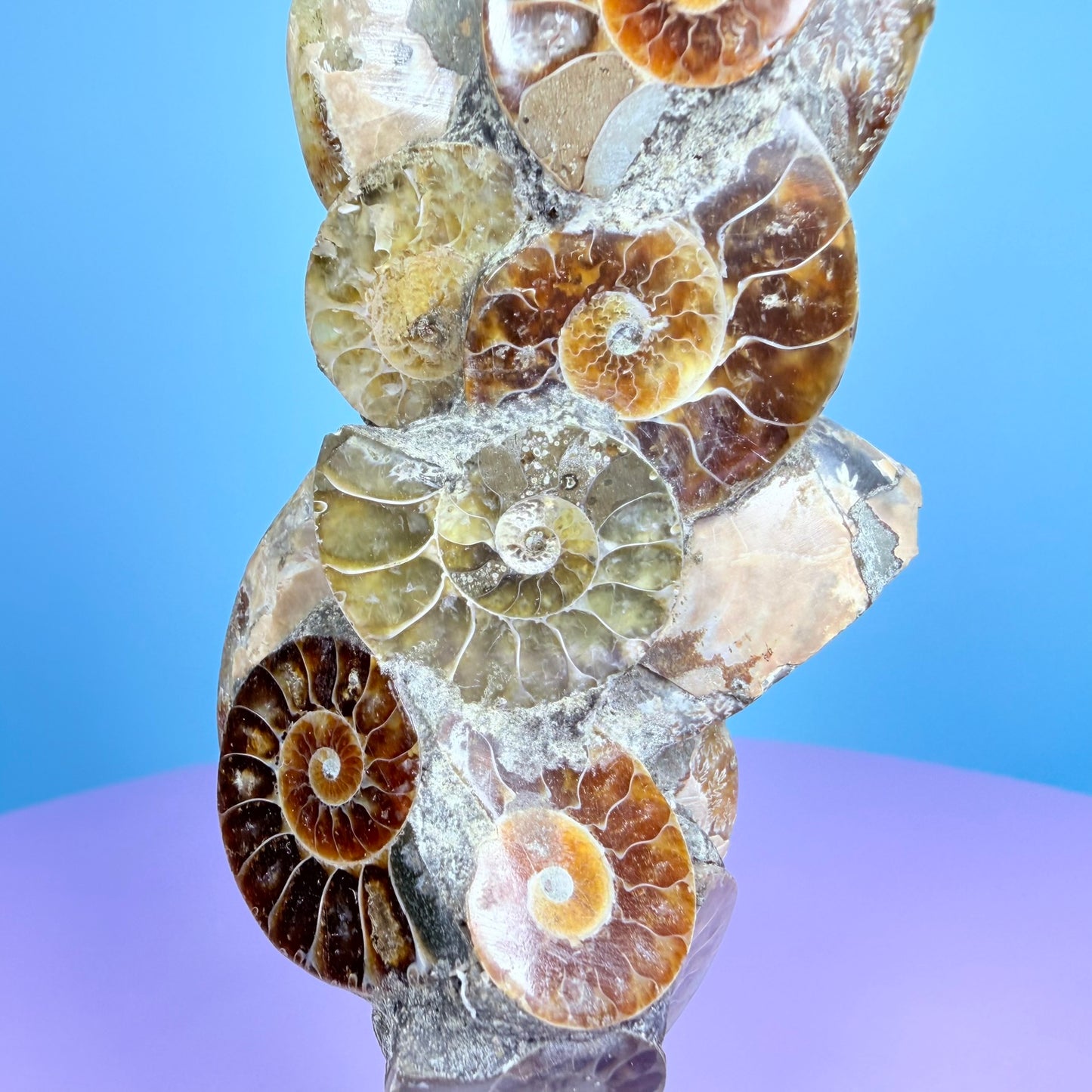 Polished Ammonite Fossil Cluster Sculpture on Stand