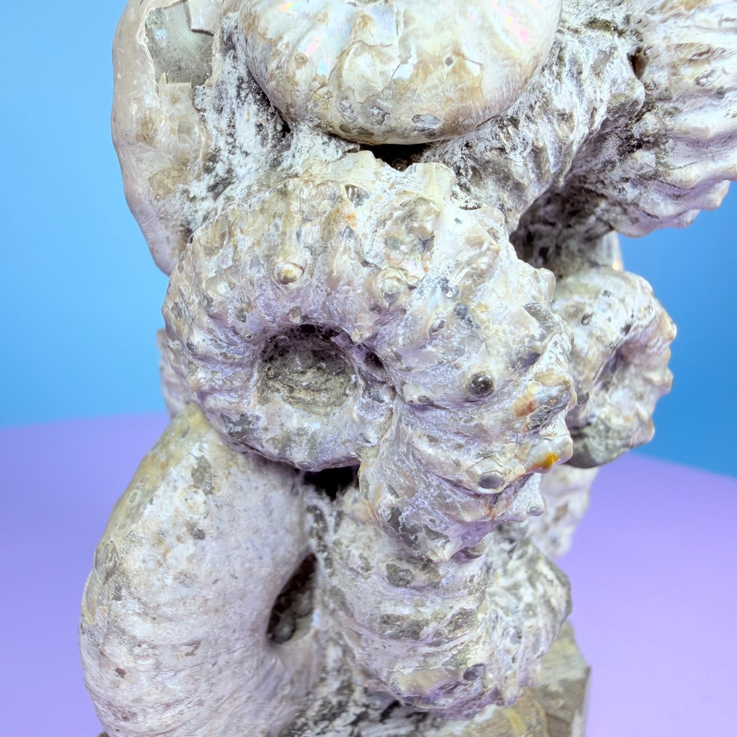 Rainbow Ammonite Fossil Cluster Sculpture on Fossil Plate