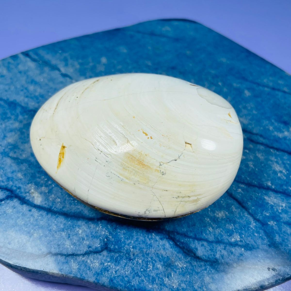 Bivalve Clam Fossil Specimen