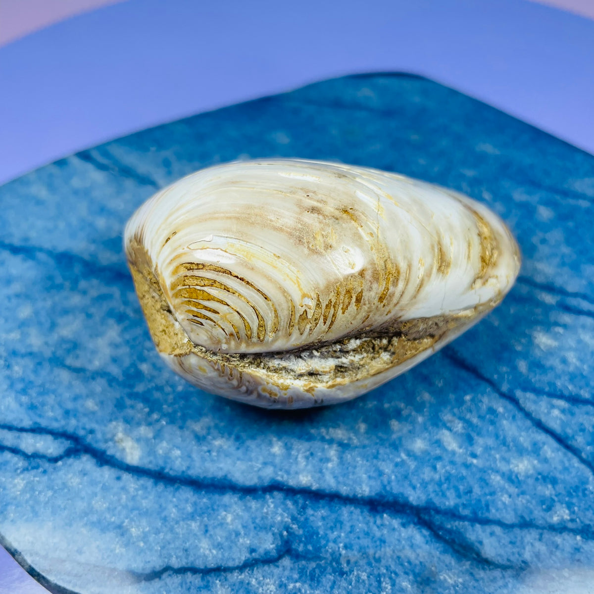 Bivalve Clam Fossil Specimen