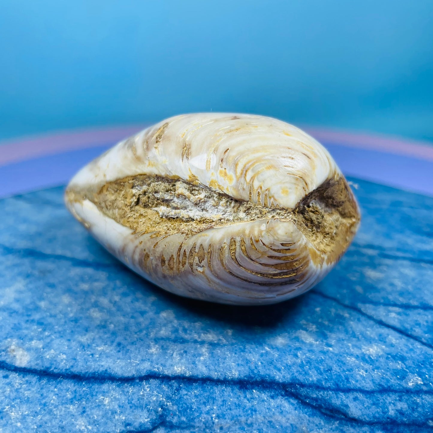 Bivalve Clam Fossil Specimen