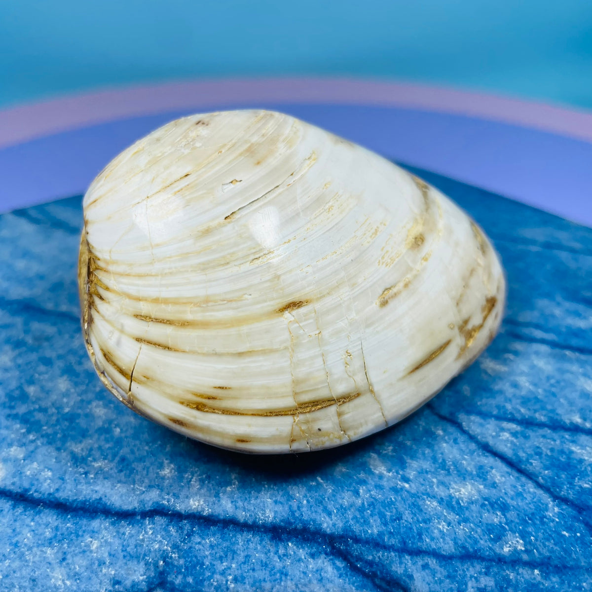 Bivalve Clam Fossil Specimen