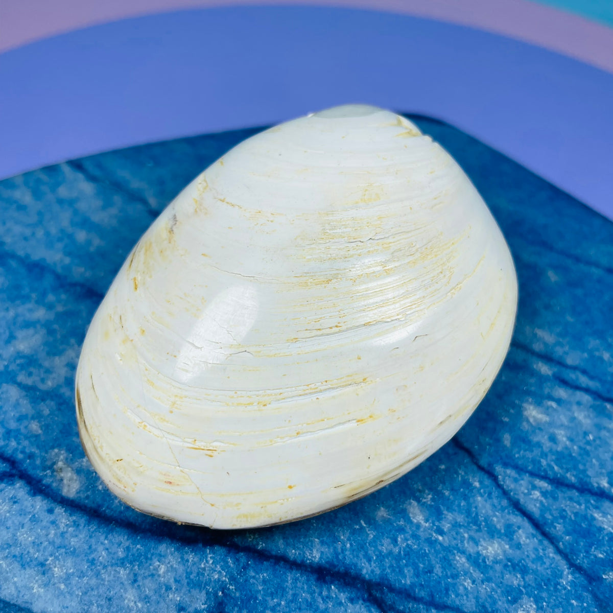 Bivalve Clam Fossil Specimen
