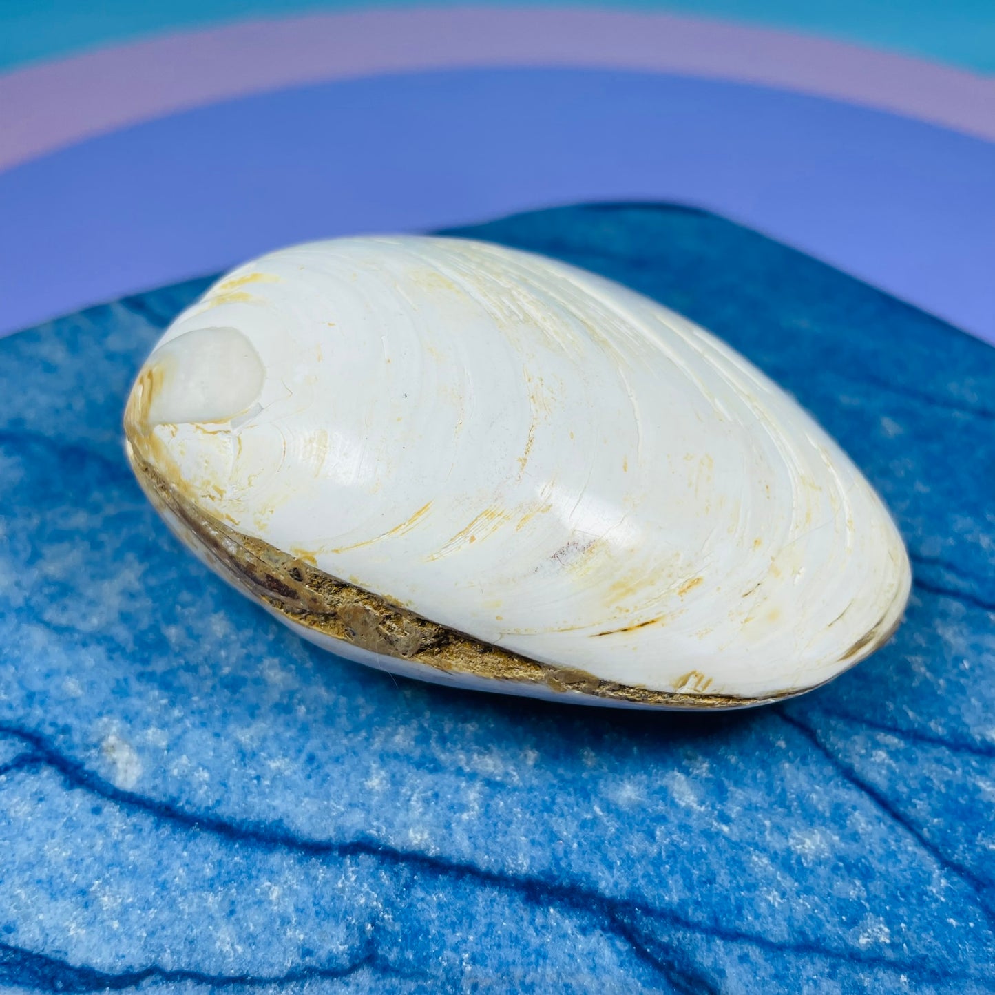 Bivalve Clam Fossil Specimen