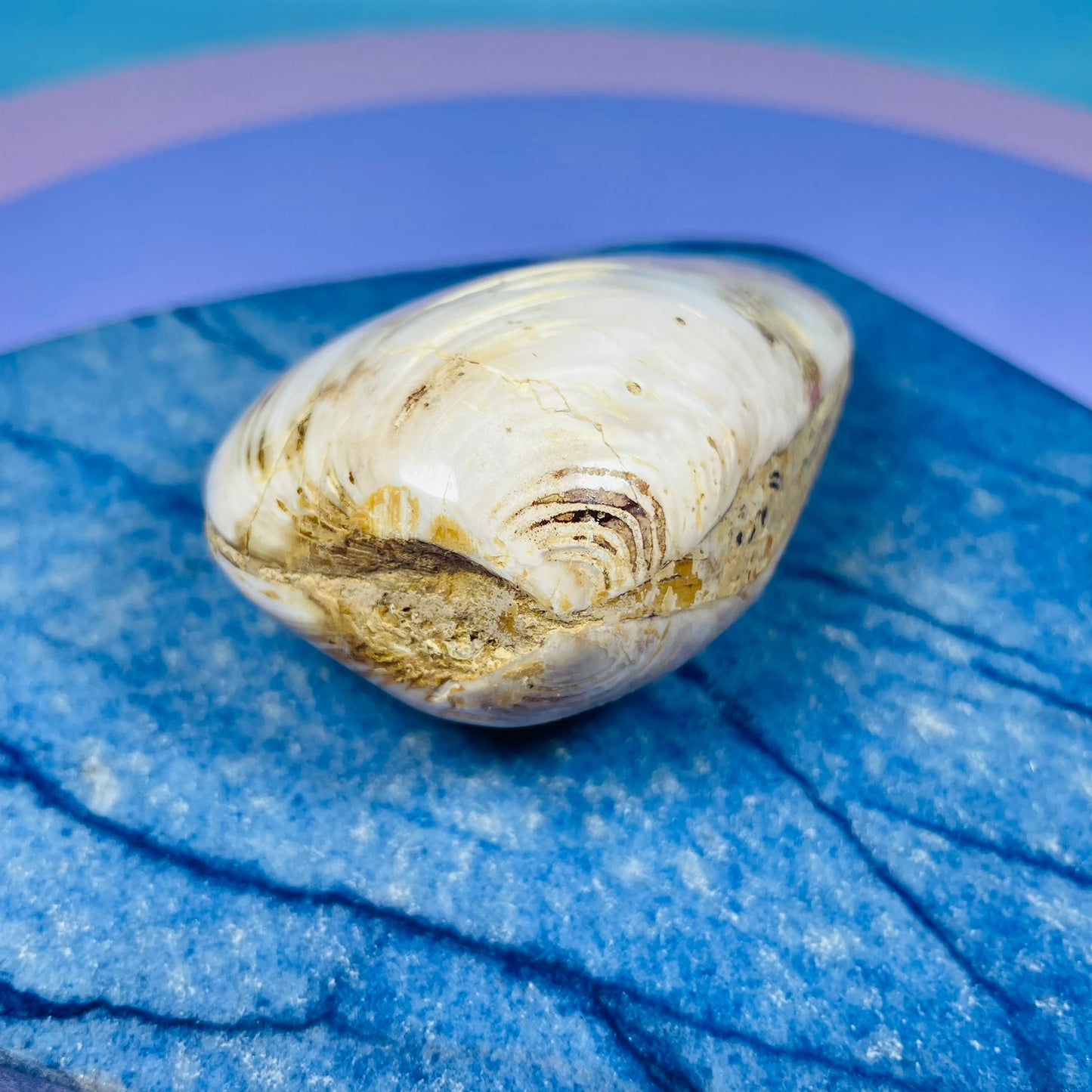 Bivalve Clam Fossil Specimen