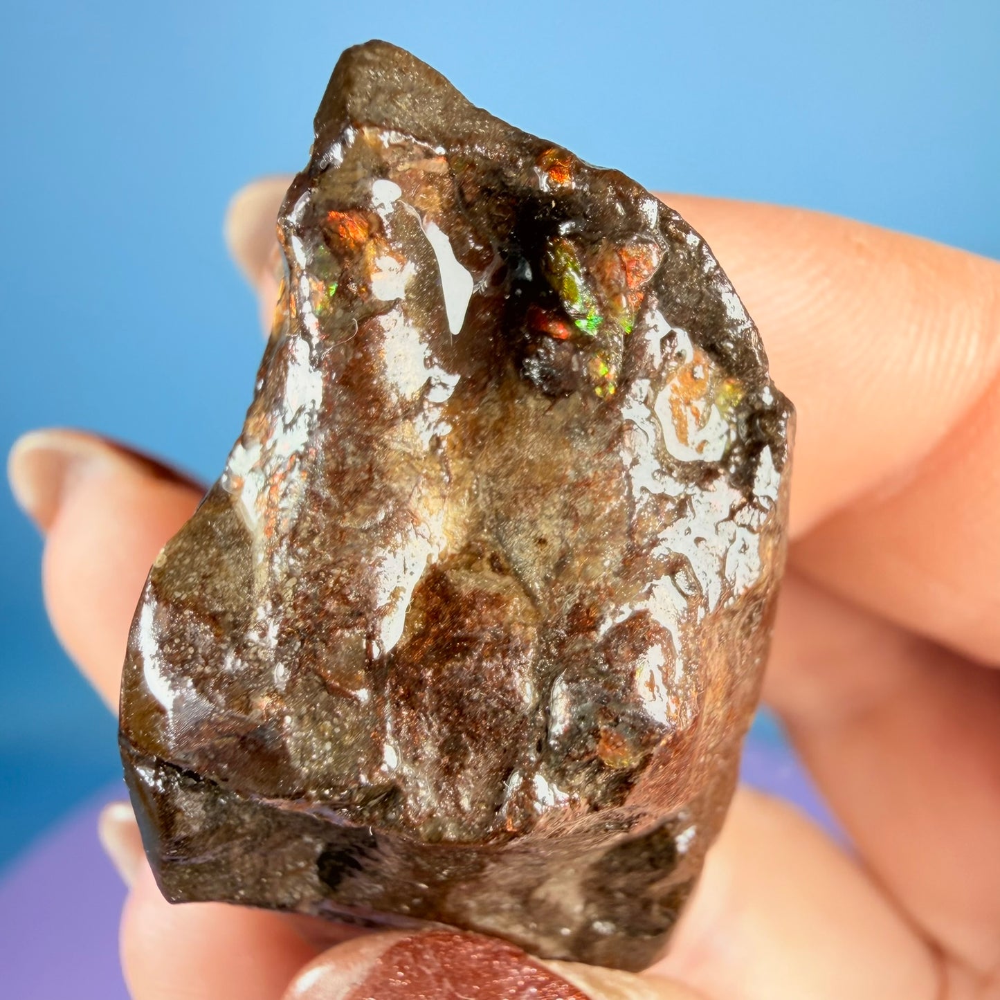 Rare Ammolite Fossil Gemstone Specimen, Canada (Video)
