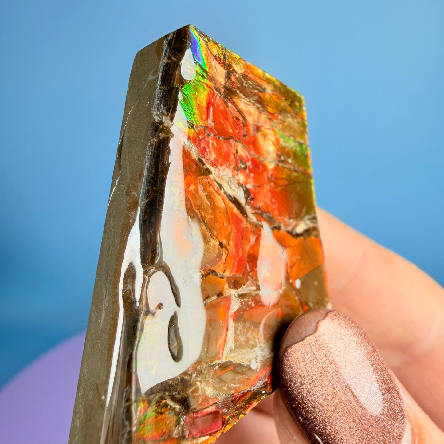Rare Ammolite Fossil Gemstone Specimen, Canada (Video)