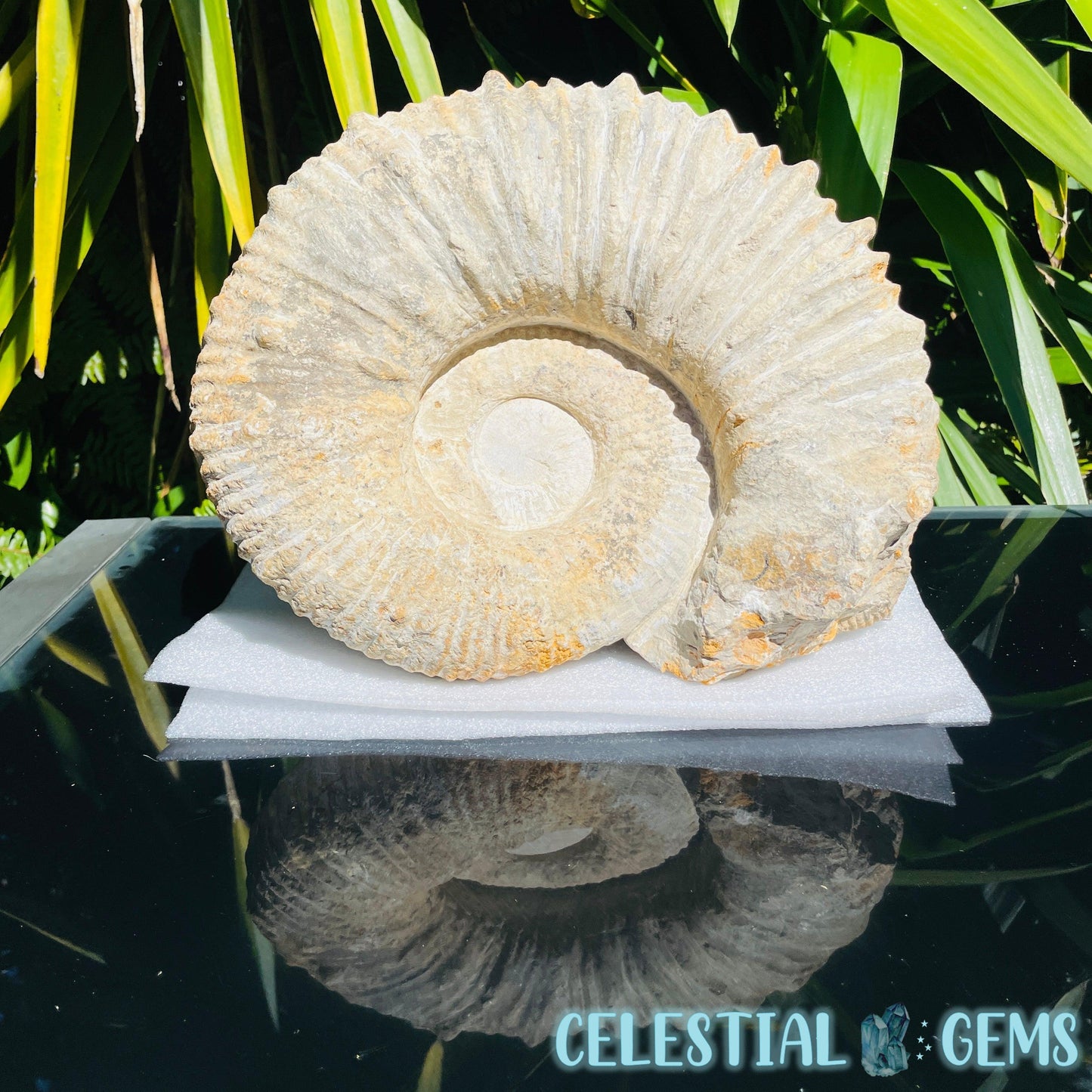 Giant Agadir Ammonite XL Fossil 9.3kg