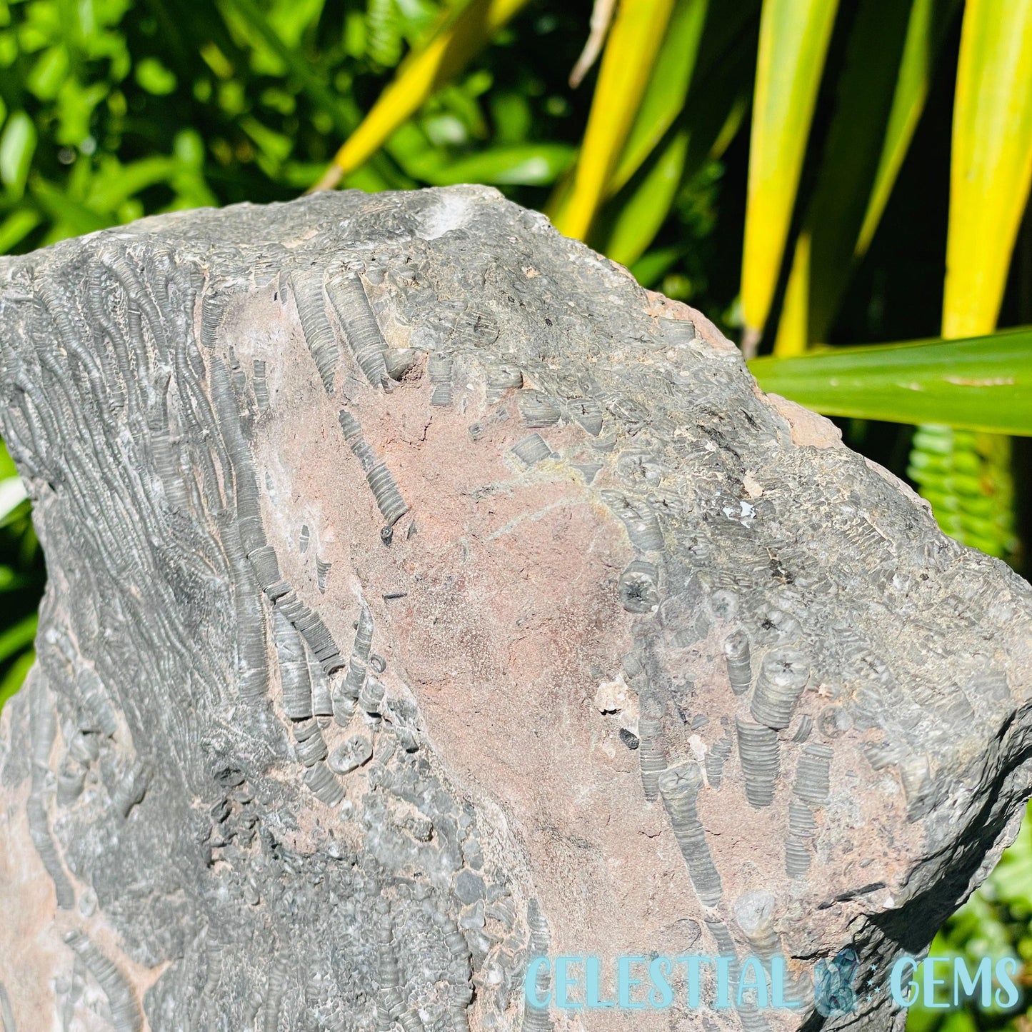 Crinoid Double Fossil Large Plate