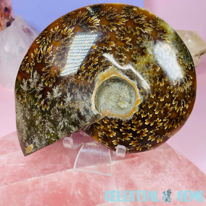 Ammonite Large Polished Fossil
