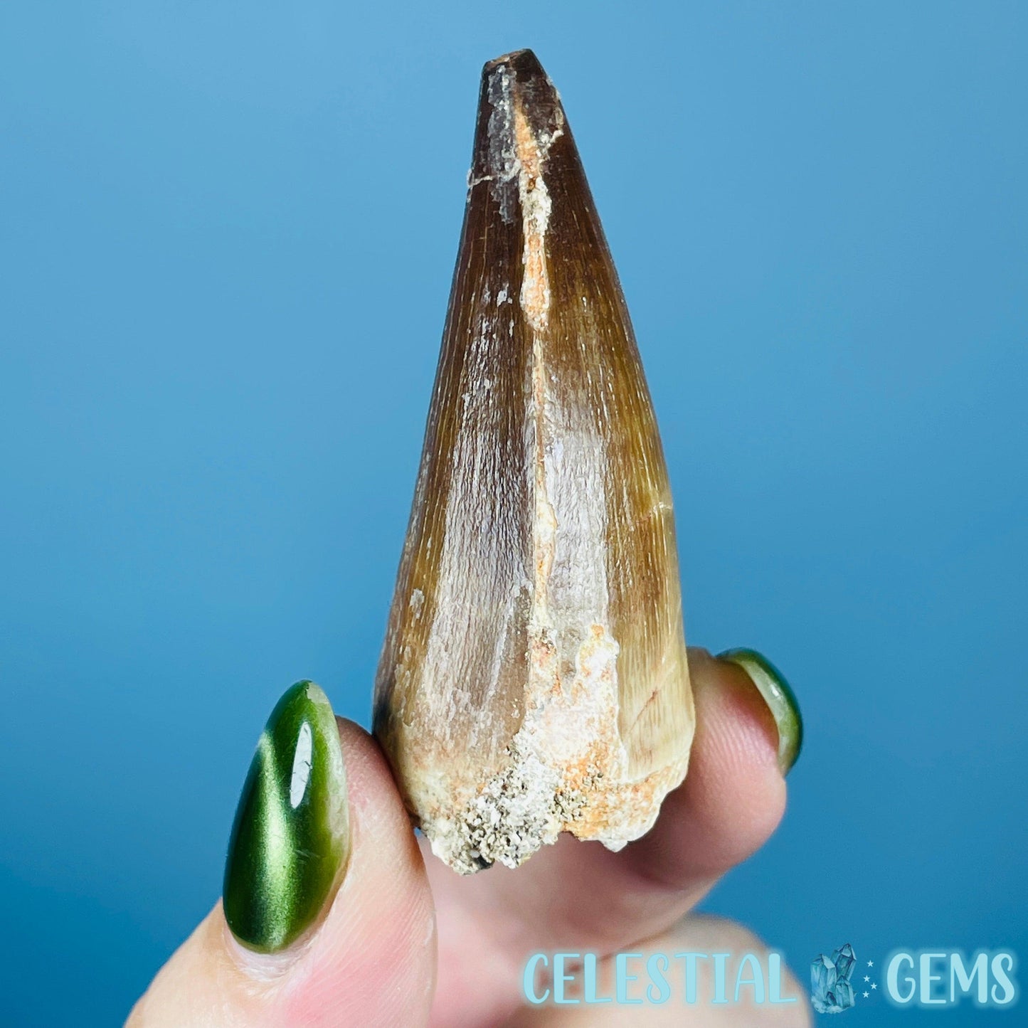 Mosasaur Large Tooth Fossil
