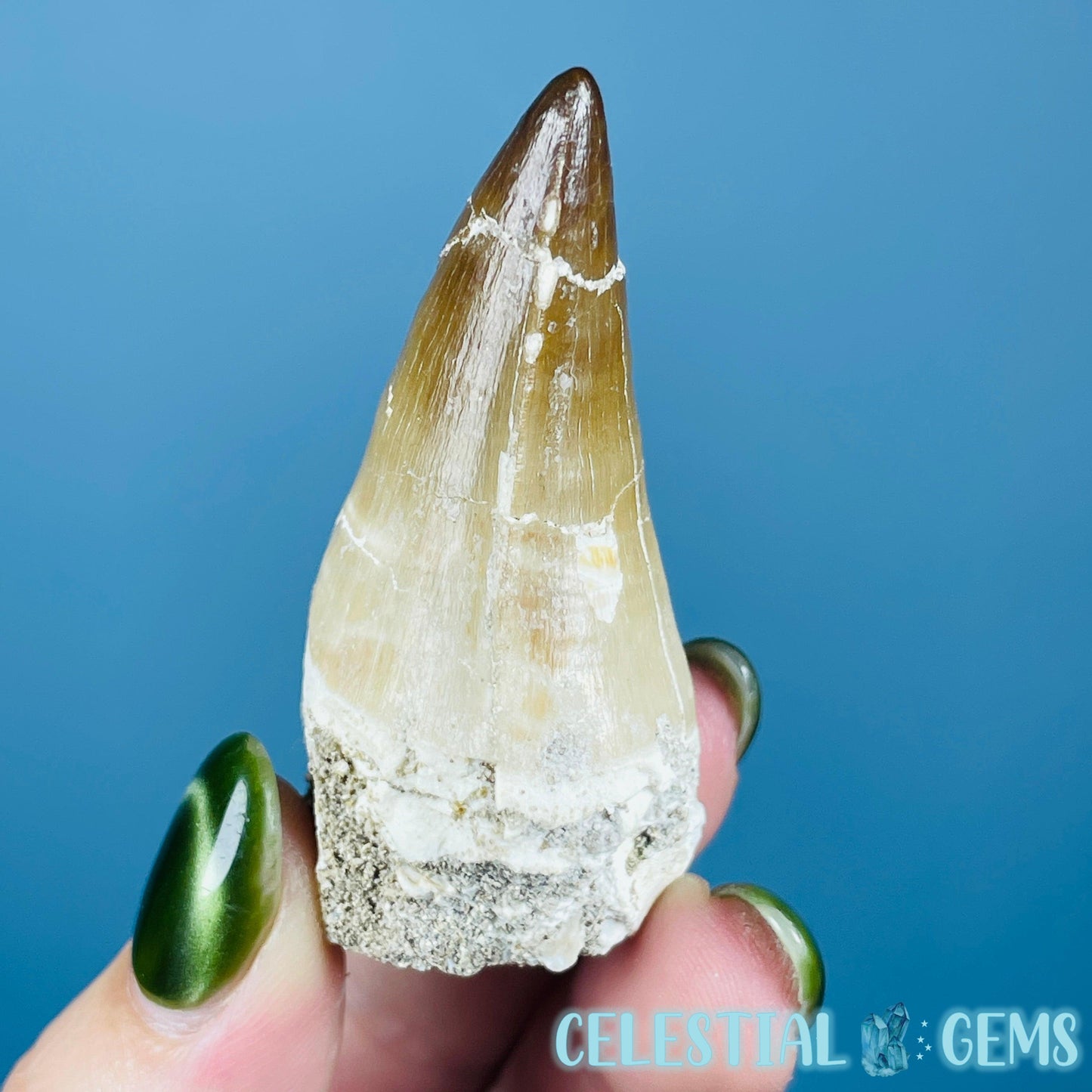 Mosasaur Large Tooth Fossil