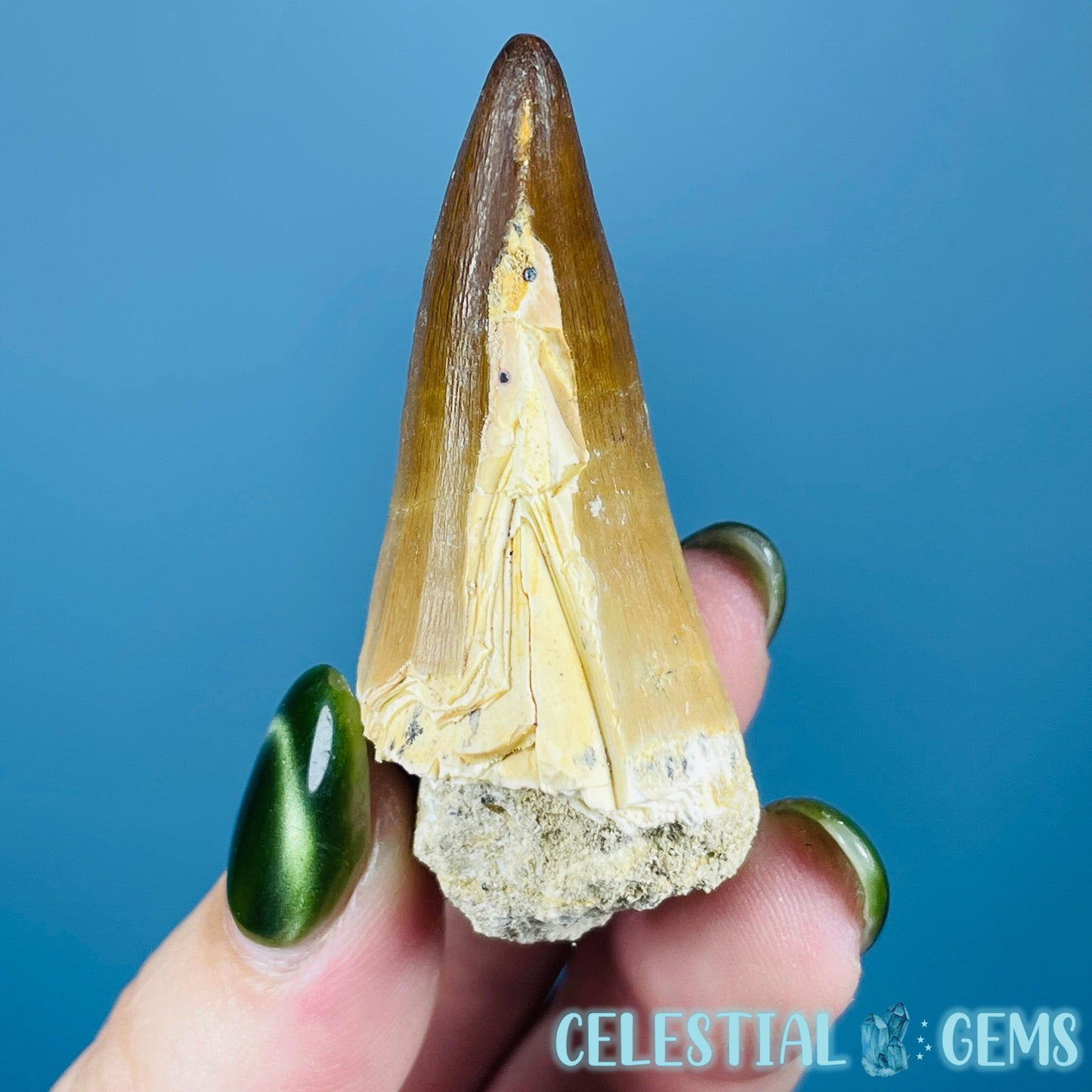 Mosasaur Large Tooth Fossil