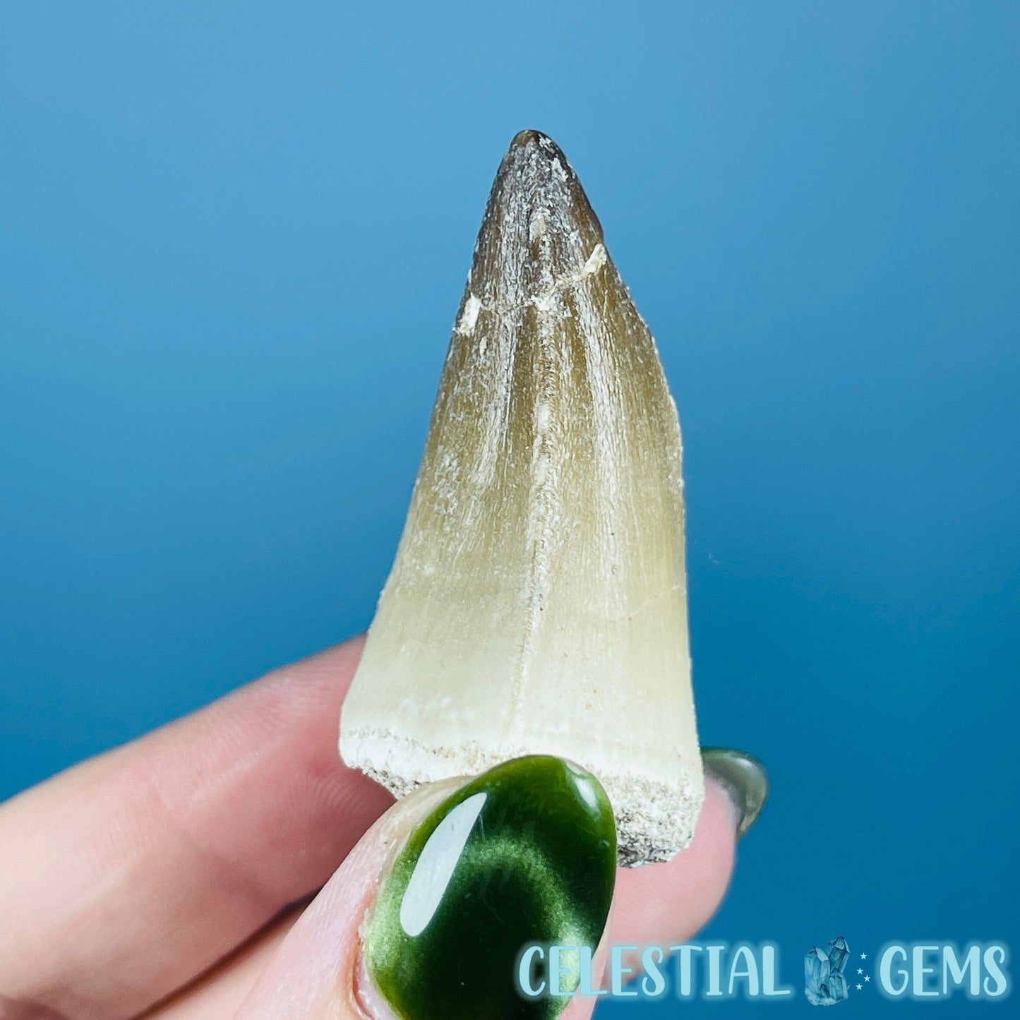 Mosasaur Large Tooth Fossil