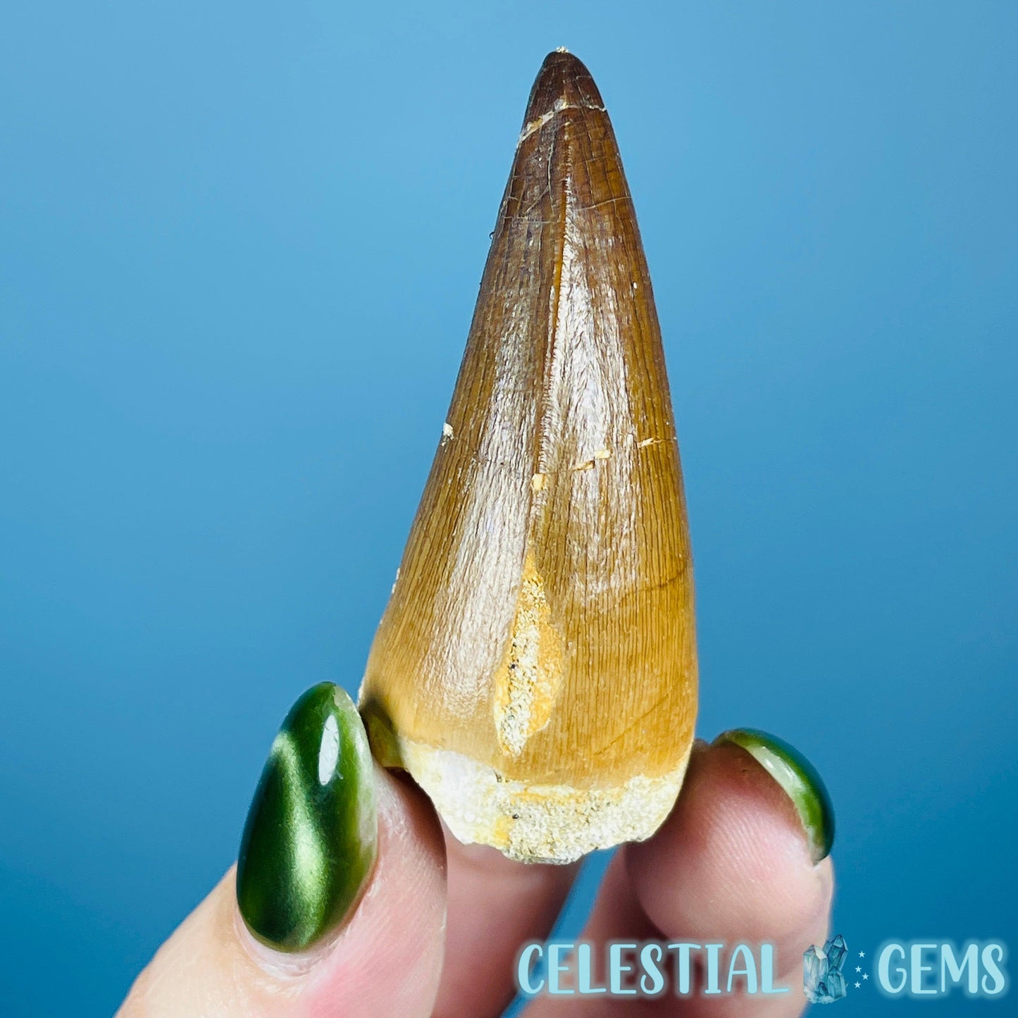 Mosasaur Large Tooth Fossil