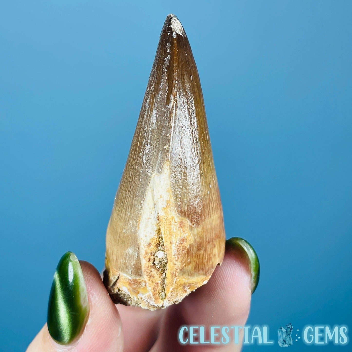 Mosasaur Large Tooth Fossil