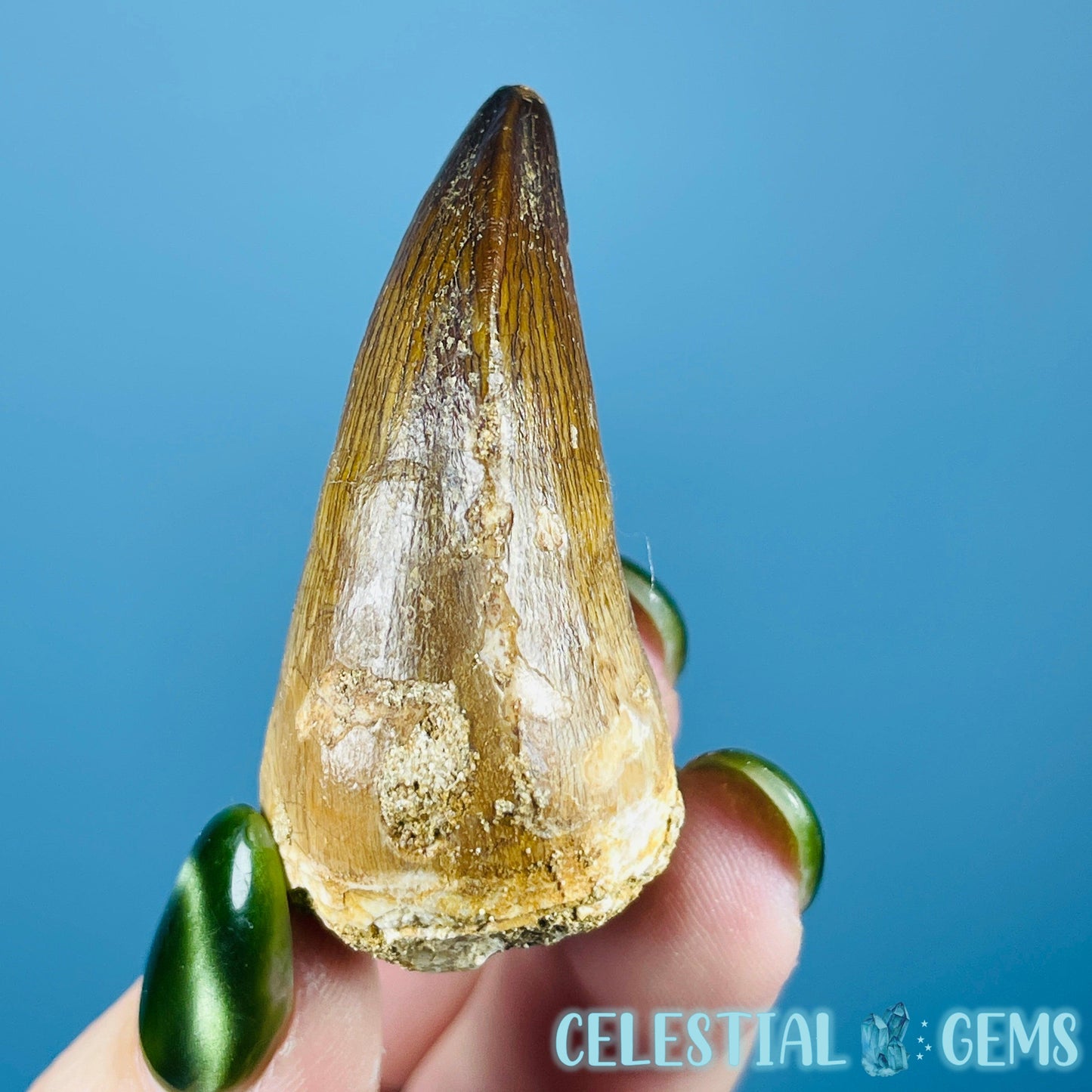 Mosasaur Large Tooth Fossil