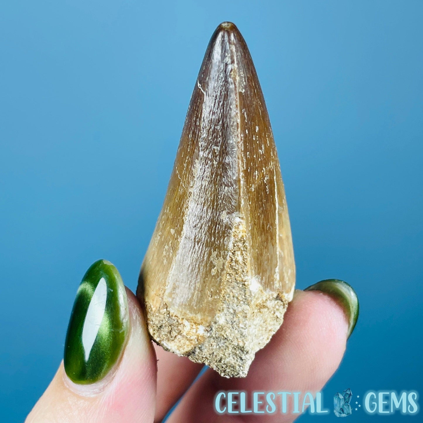 Mosasaur Large Tooth Fossil
