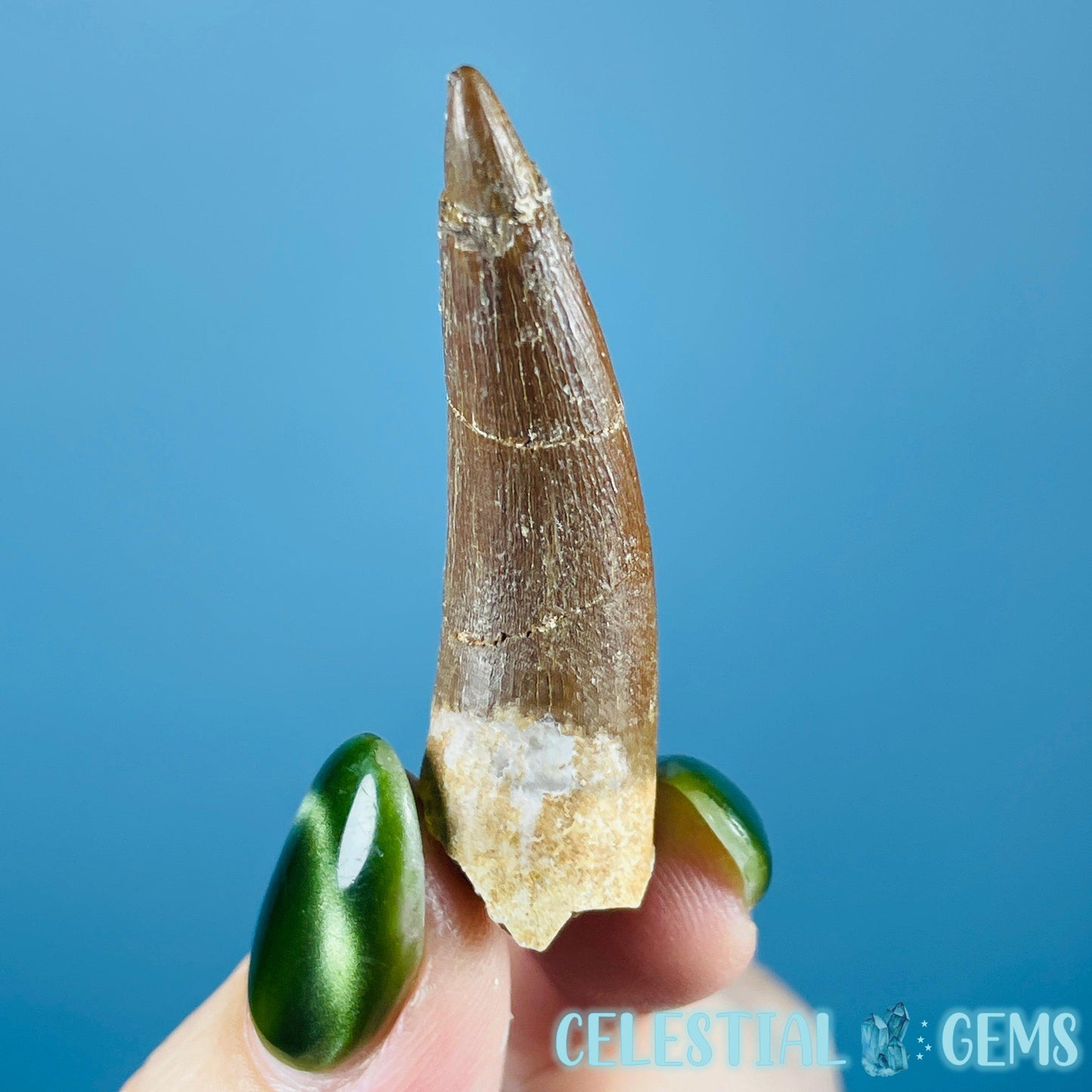 Plesiosaur (Zarafasaura) Tooth Fossil