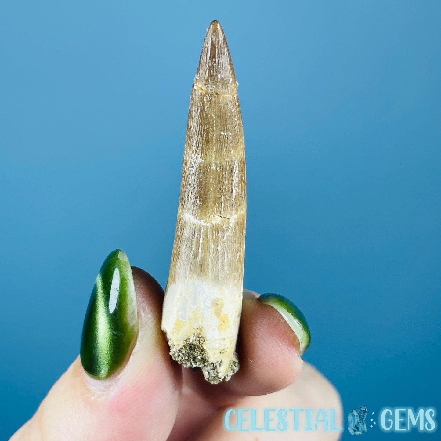 Plesiosaur (Zarafasaura) Tooth Fossil