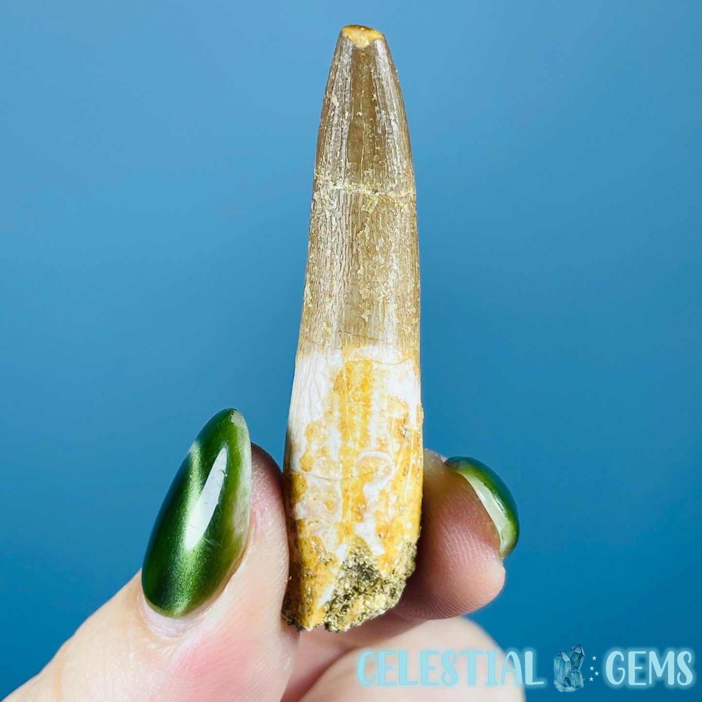 Plesiosaur (Zarafasaura) Tooth Fossil