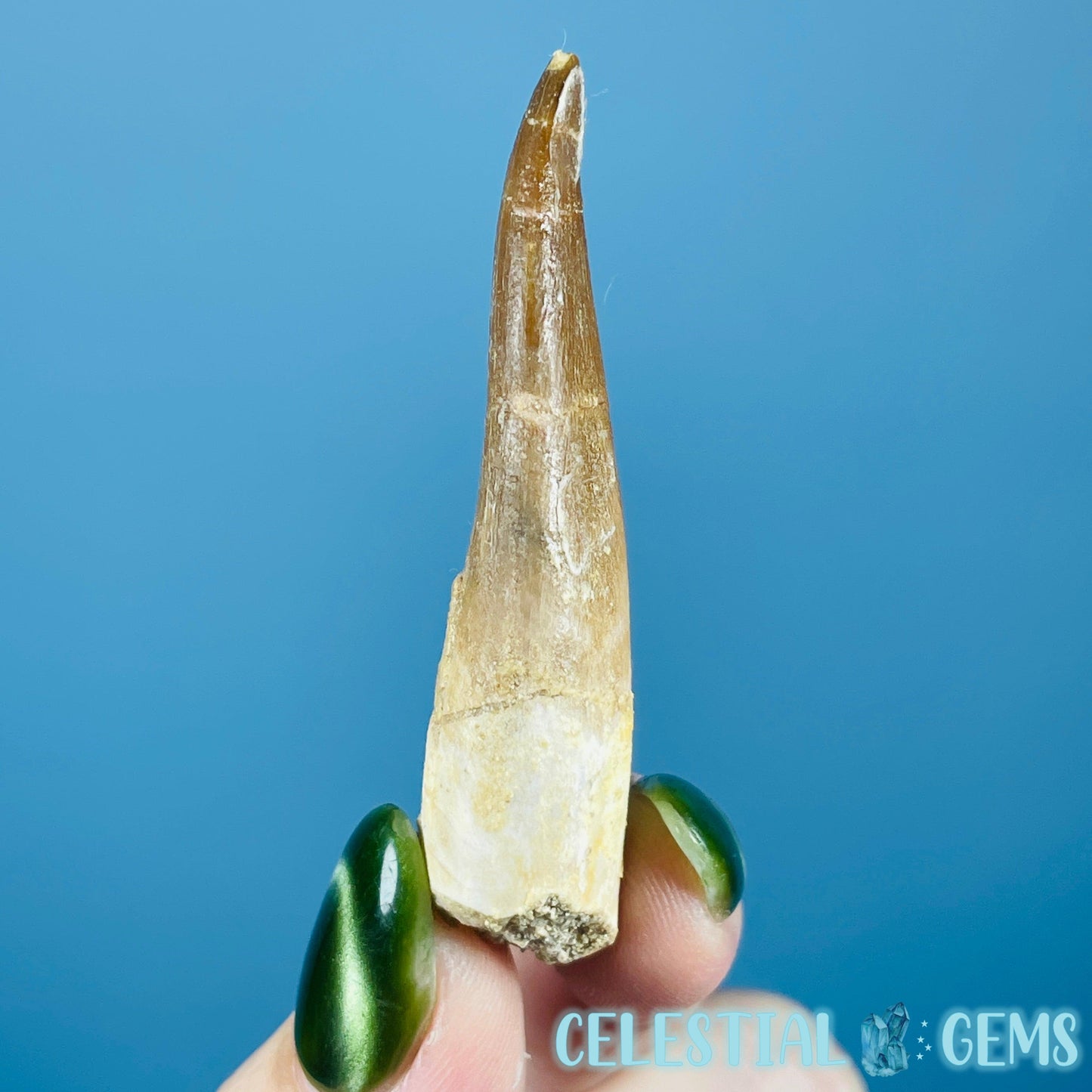 Plesiosaur (Zarafasaura) Tooth Fossil
