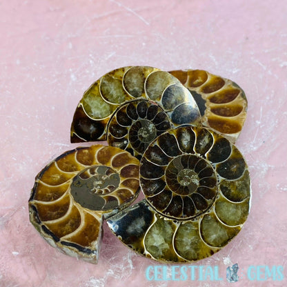 Ammonite Fossil Shell Cut Pair 4cm-5cm