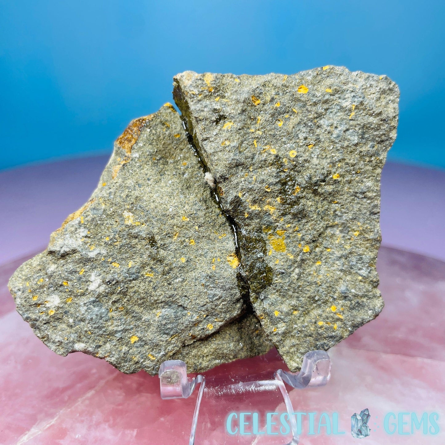 Petraster Feather Starfish Small Fossil Plate