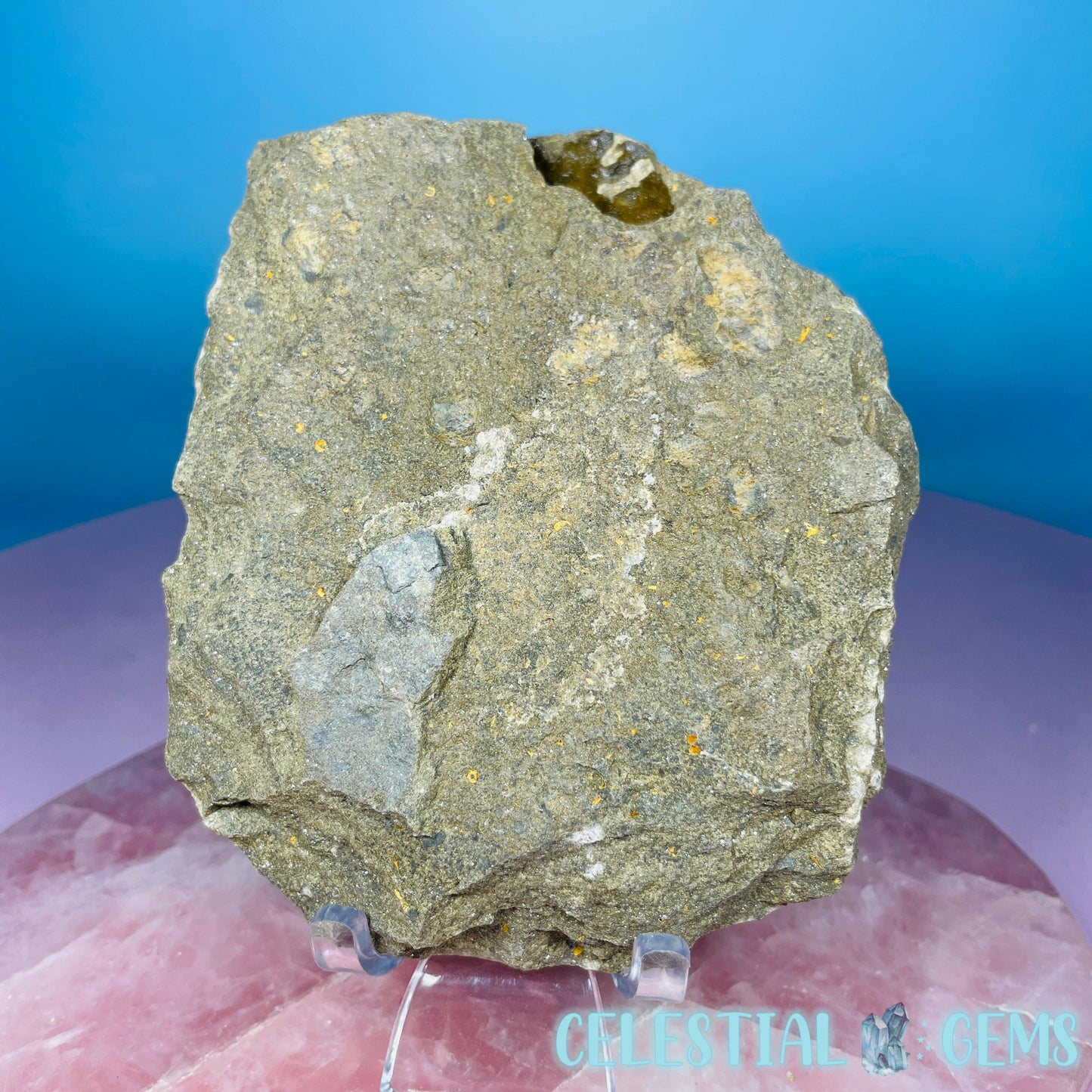 Petraster Feather Starfish Medium Fossil Plate