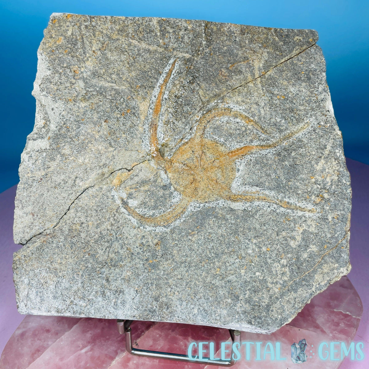 Rare Ophiura Brittle Starfish Large Fossil Plate