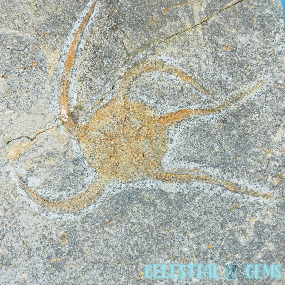 Rare Ophiura Brittle Starfish Large Fossil Plate