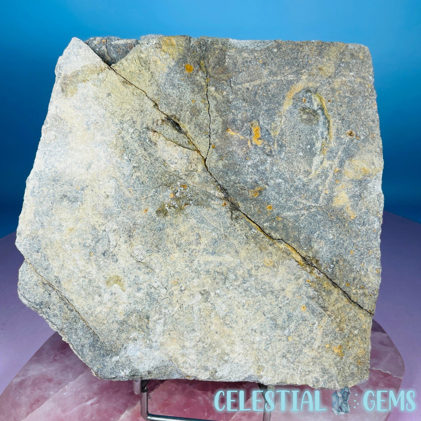 Rare Ophiura Brittle Starfish Large Fossil Plate