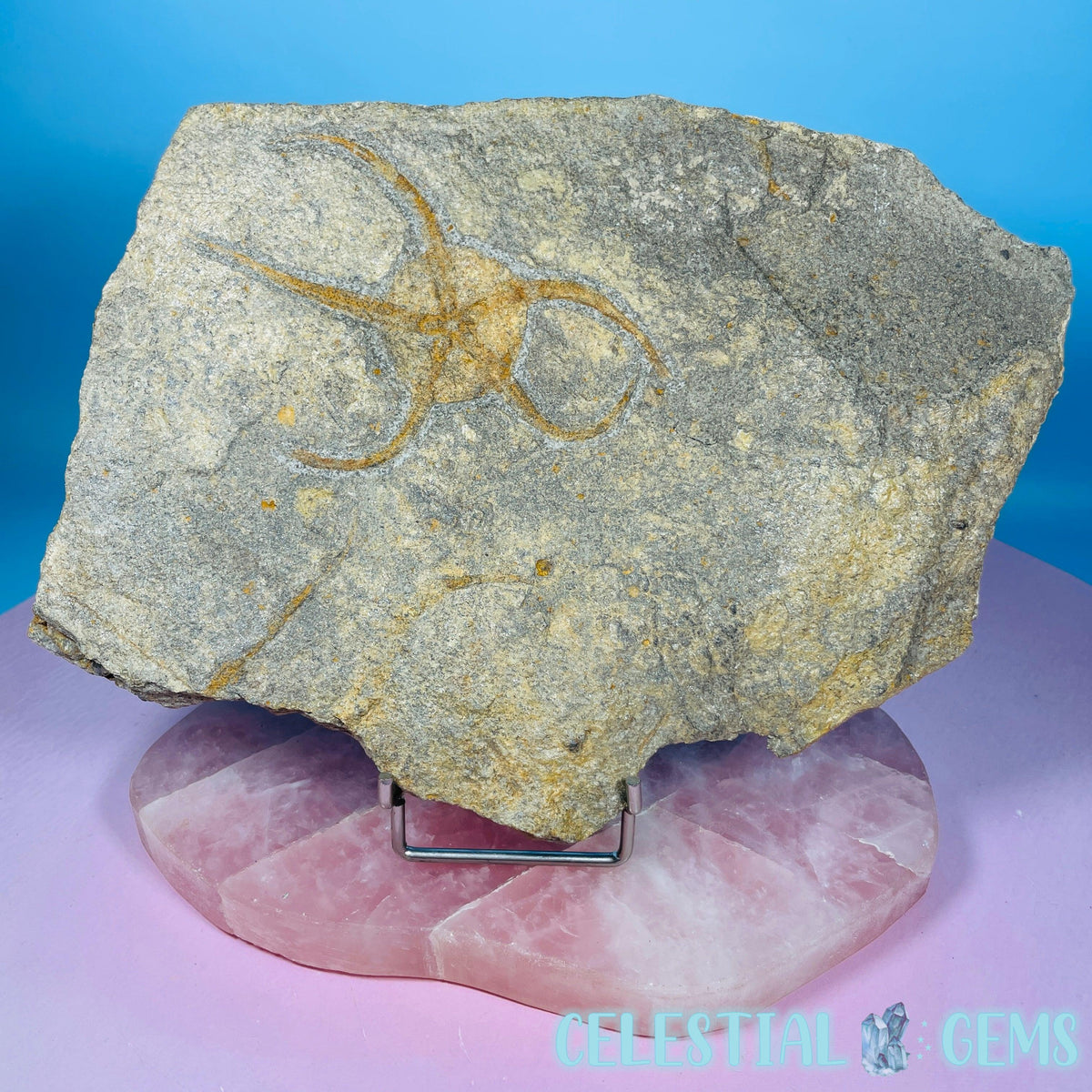 Rare Ophiura Brittle Starfish Large Fossil Plate
