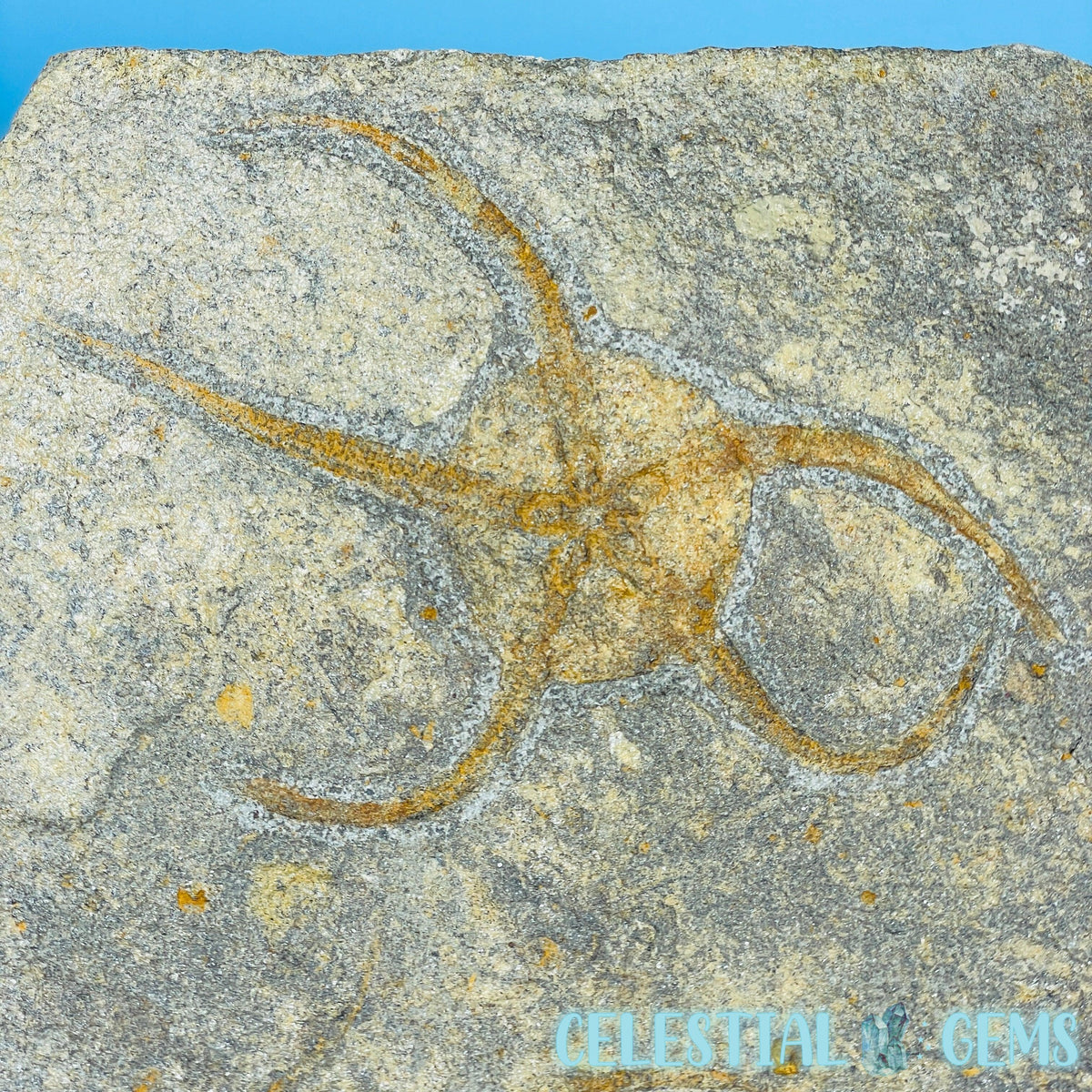 Rare Ophiura Brittle Starfish Large Fossil Plate