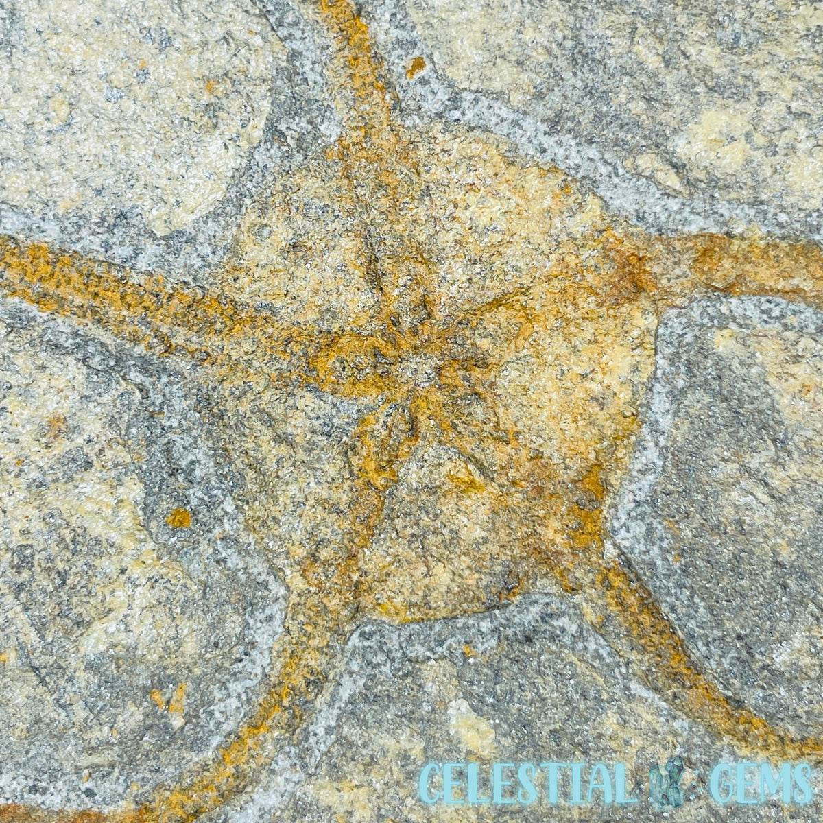 Rare Ophiura Brittle Starfish Large Fossil Plate