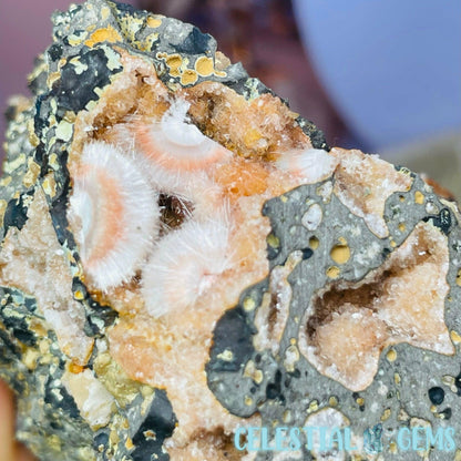 VERY RARE Thomsonite + Mesolite on Apophyllite Matrix Large Specimen J