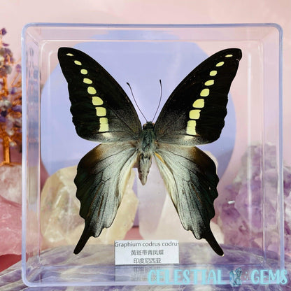 'Graphium Codrus' Large Butterfly Specimen in Frame